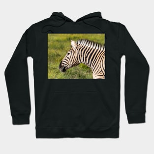 Zebra. Hoodie